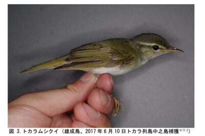 [ITmedia News] 新種「トカラムシクイ」発見　鳥類は「ヤンバルクイナ」以来45年ぶり